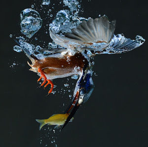 Meet your Posher, Hùng